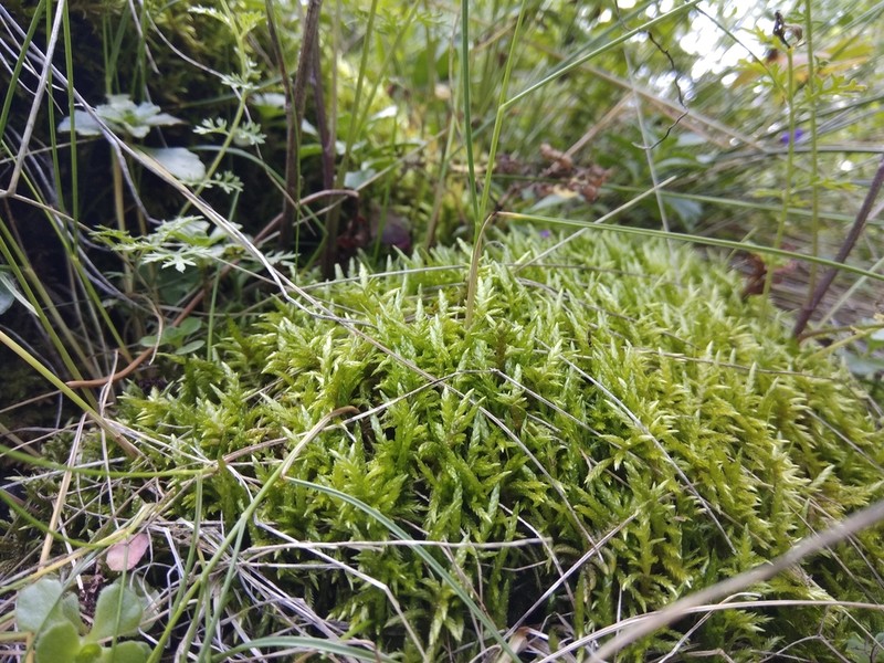 Entodon Moss photo 6