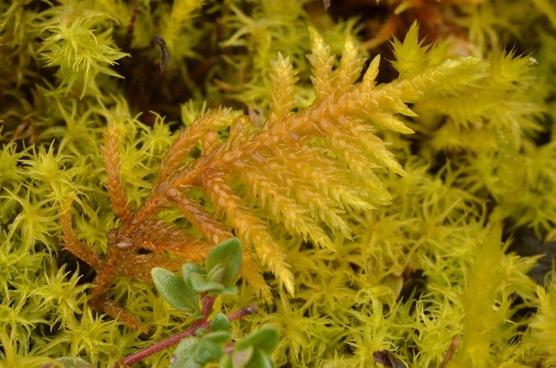 Entodon Moss photo 7