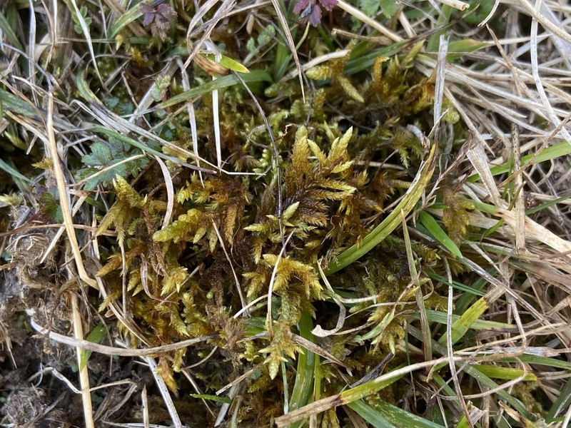 Entodon Moss photo 8