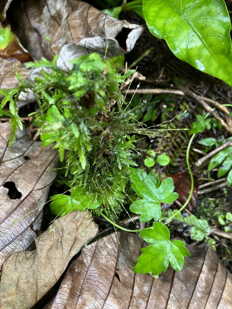 Entodon Moss