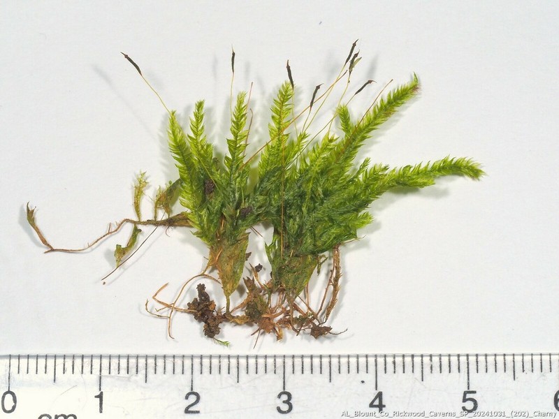 Entodon Moss photo 2
