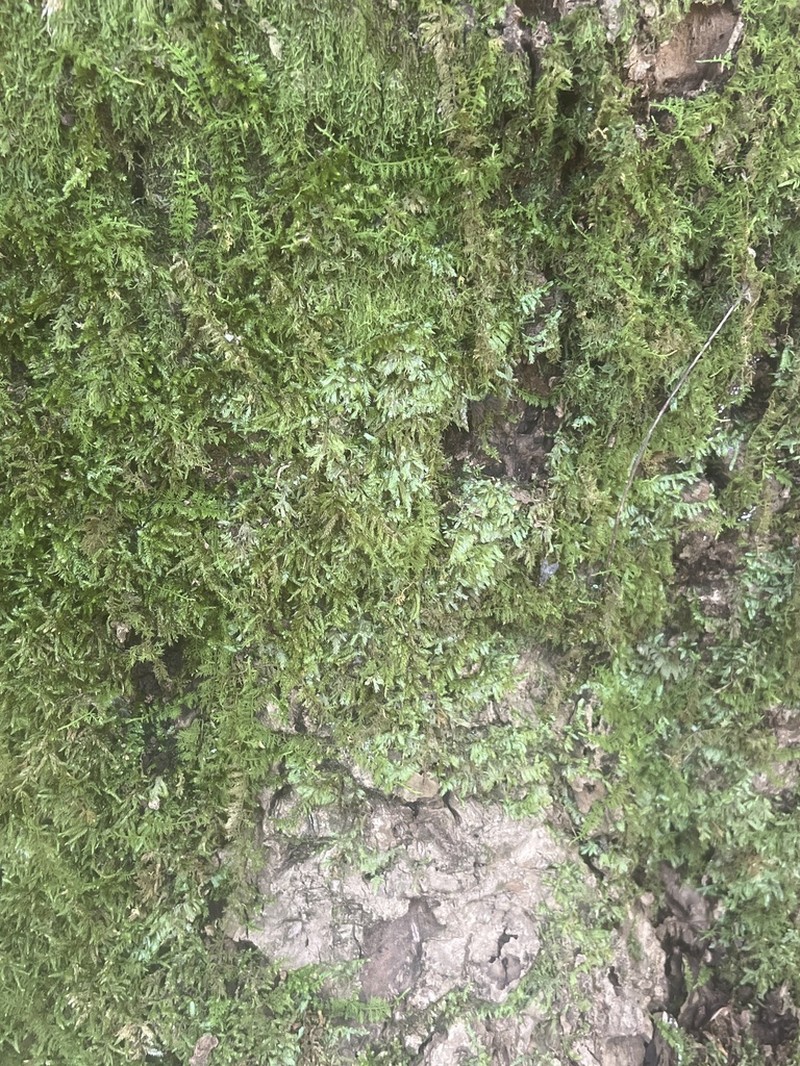 Entodon Moss photo 3