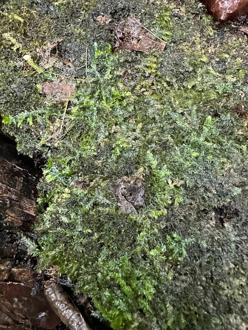 Entodon Moss photo 4