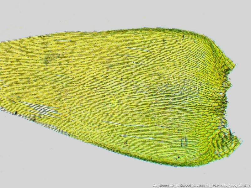 Entodon Moss photo 5