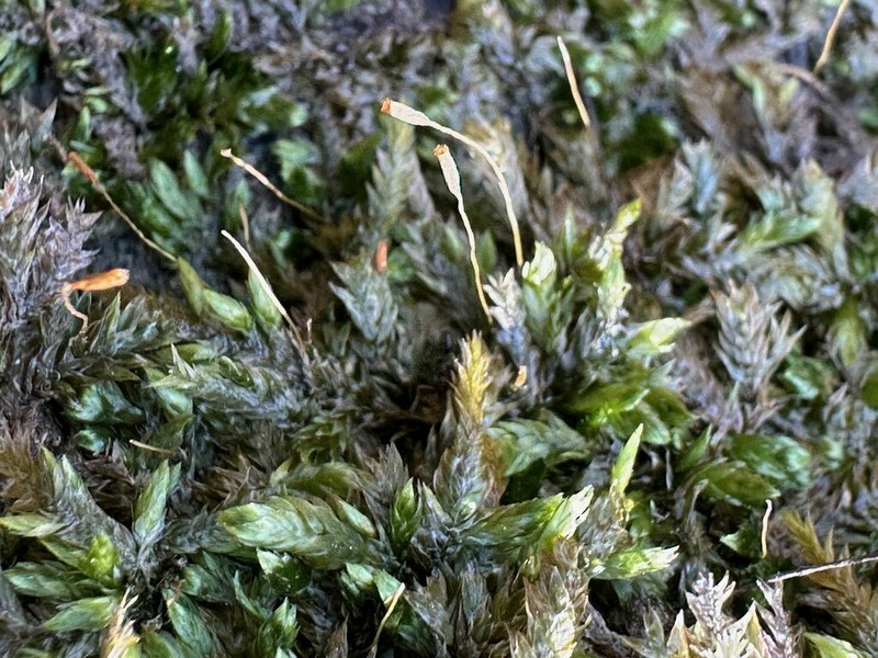 Entodon Moss photo 6