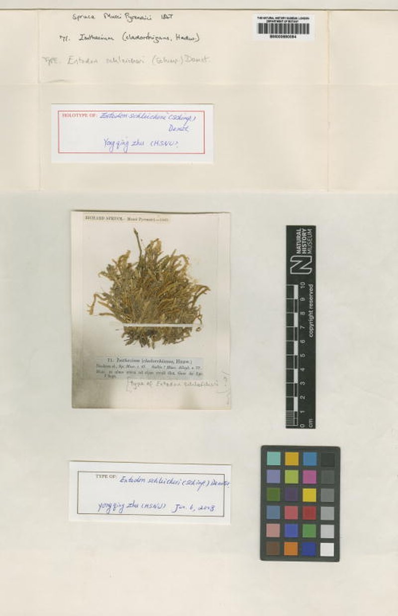 Schleicher's Entodon Moss