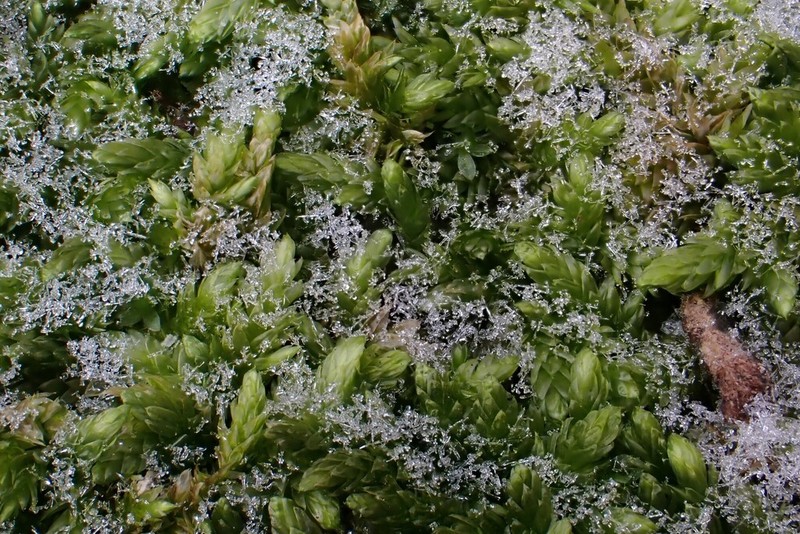 Schleicher's Entodon Moss