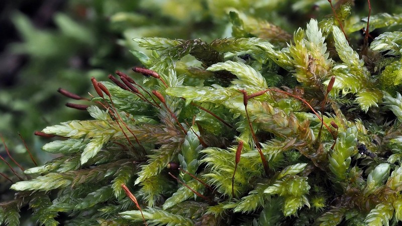 Schleicher's Entodon Moss photo 2