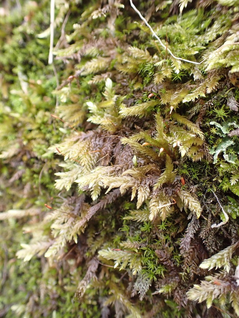 Schleicher's Entodon Moss photo 3