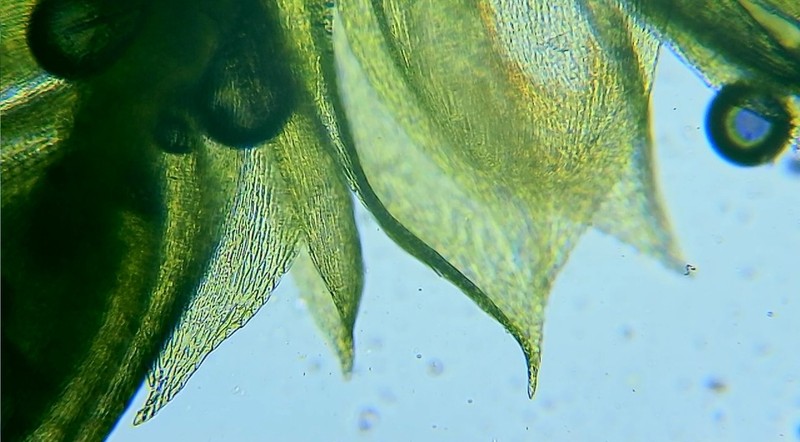 Seductive Entodon Moss
