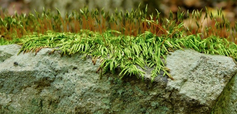 Seductive Entodon Moss photo 2