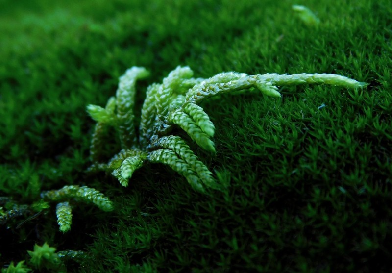 Seductive Entodon Moss photo 3