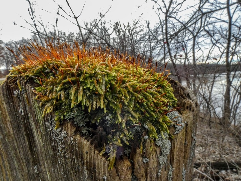 Seductive Entodon Moss photo 4