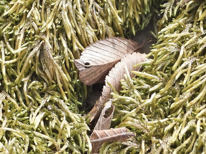Seductive Entodon Moss photo 5