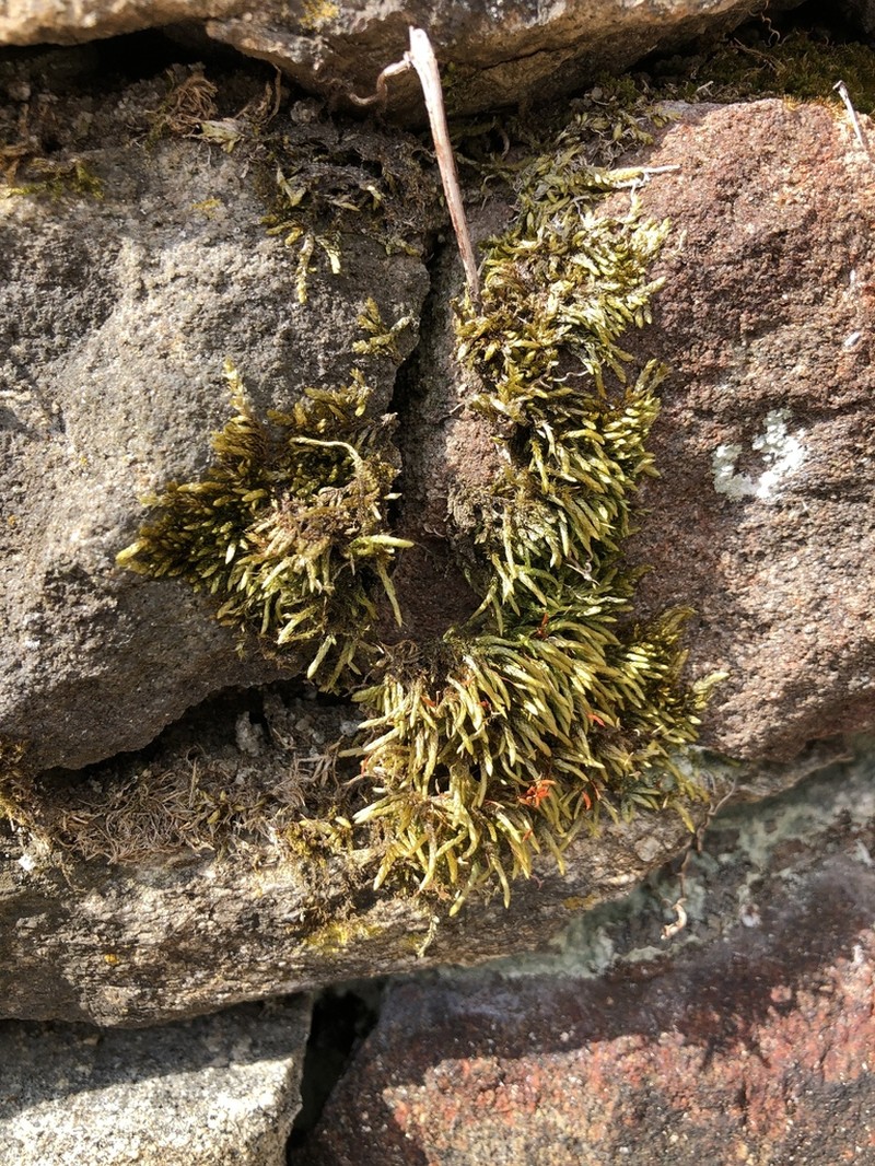 Seductive Entodon Moss photo 6
