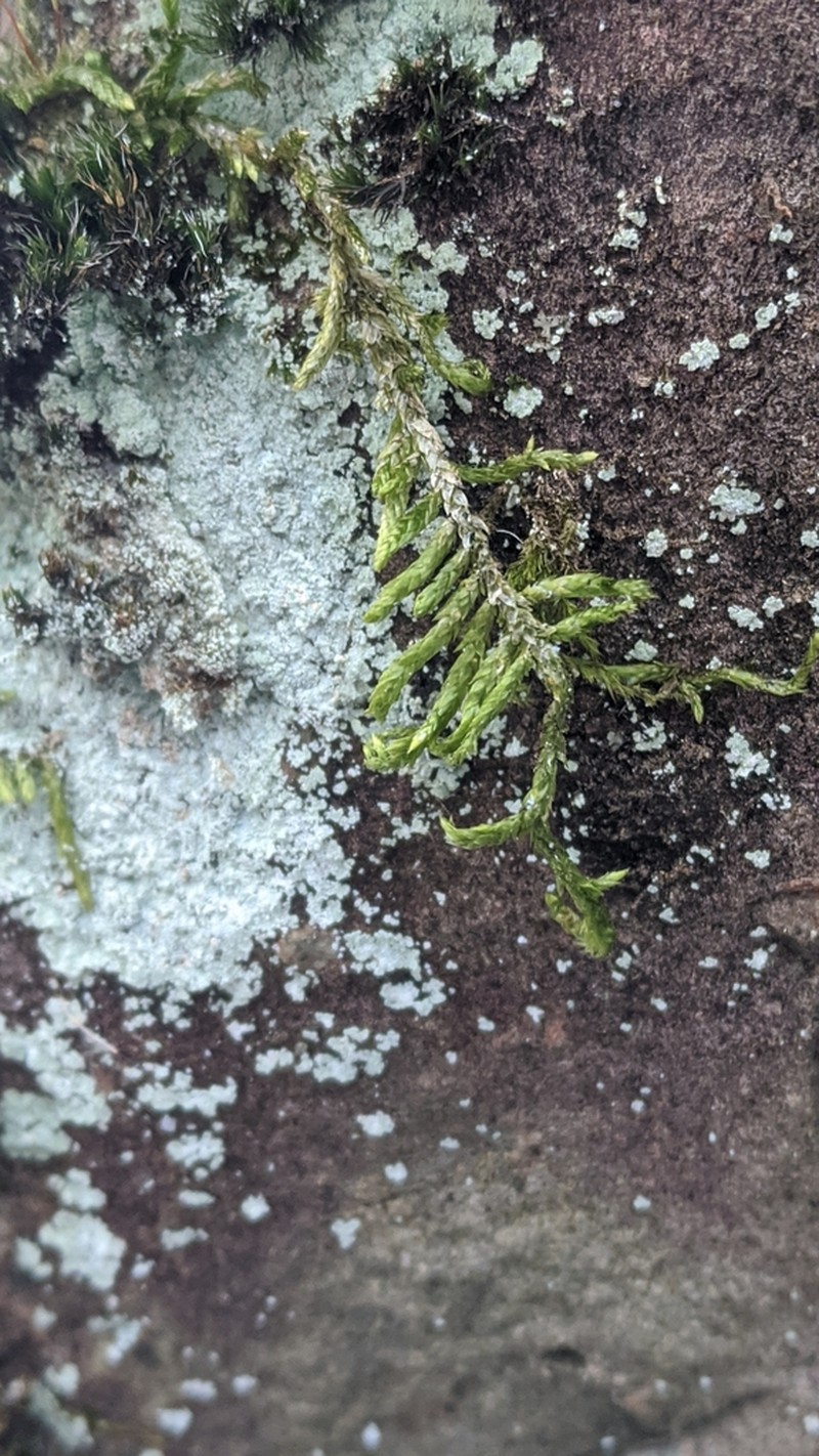 Seductive Entodon Moss photo 7