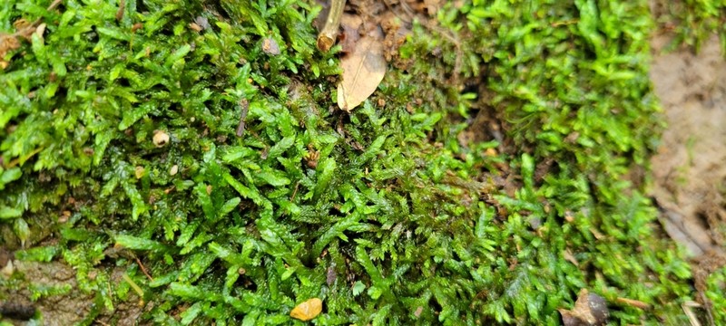 Seductive Entodon Moss photo 8