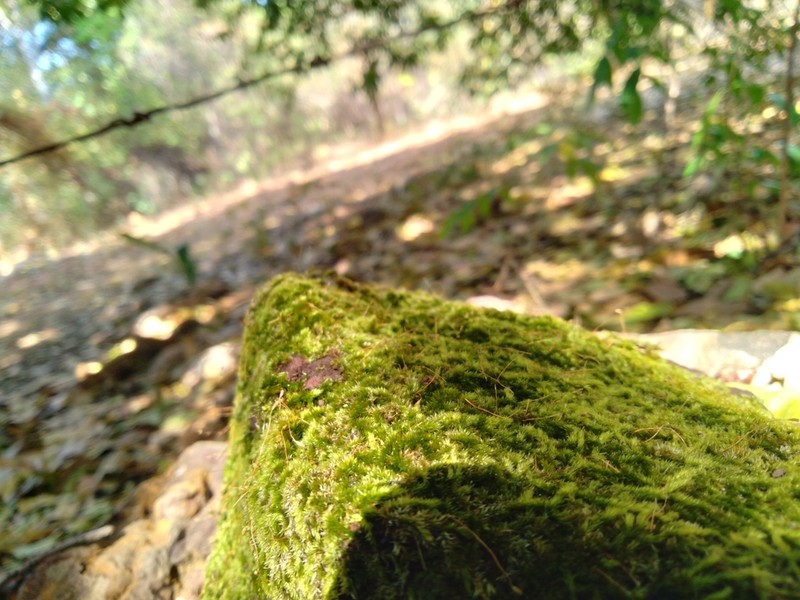 Entodontopsis Moss