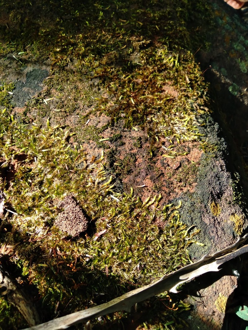 Entodontopsis Moss photo 2