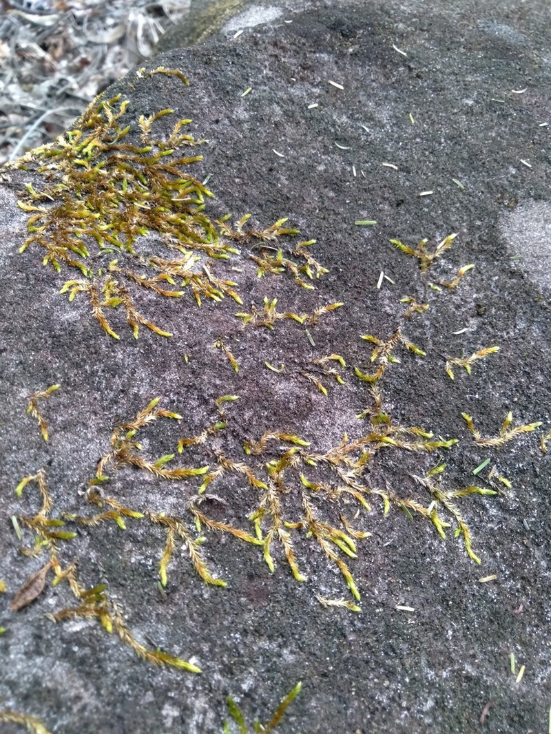 Entodontopsis Moss photo 3