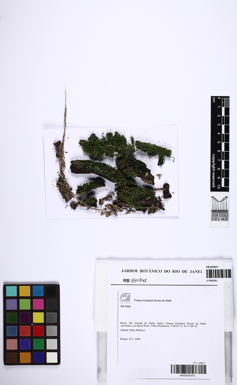 Entodontopsis Moss photo 4