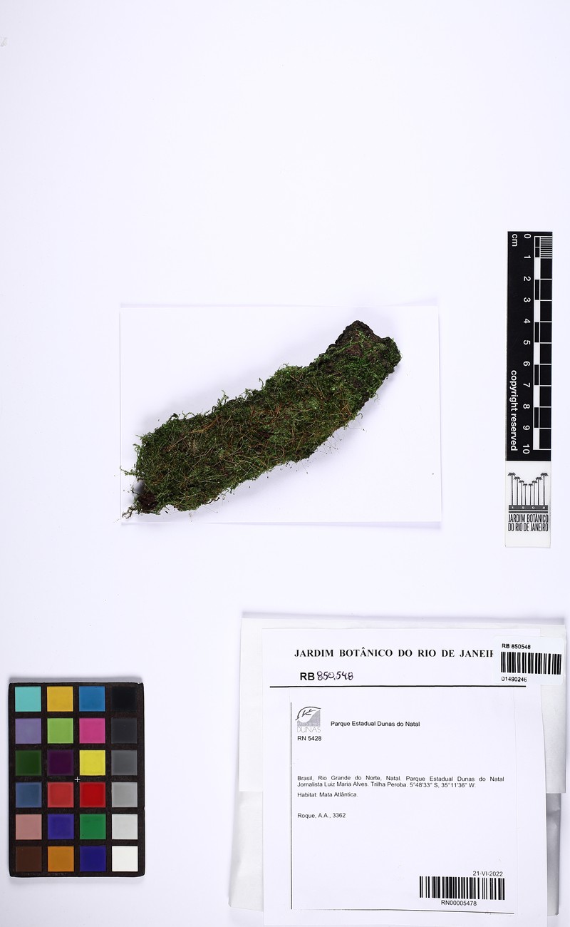 Entodontopsis Moss photo 6