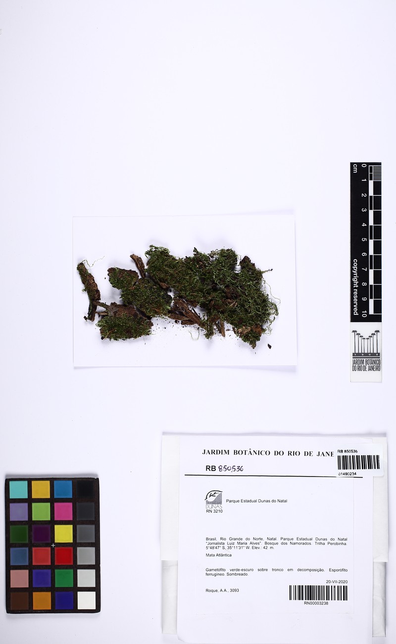 Entodontopsis Moss photo 7