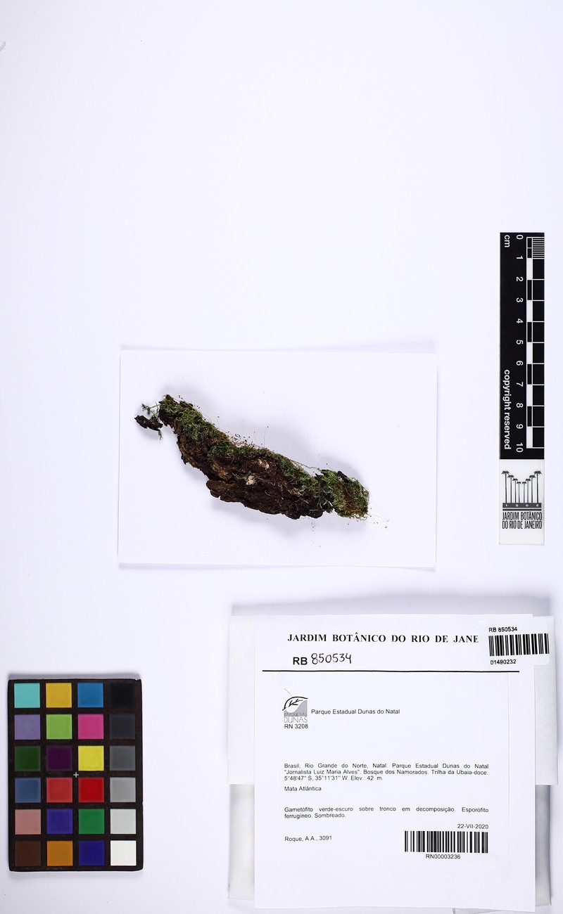 Entodontopsis Moss photo 8