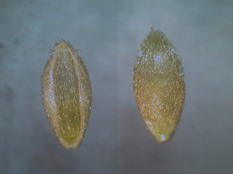 Australian Panicgrass photo 4