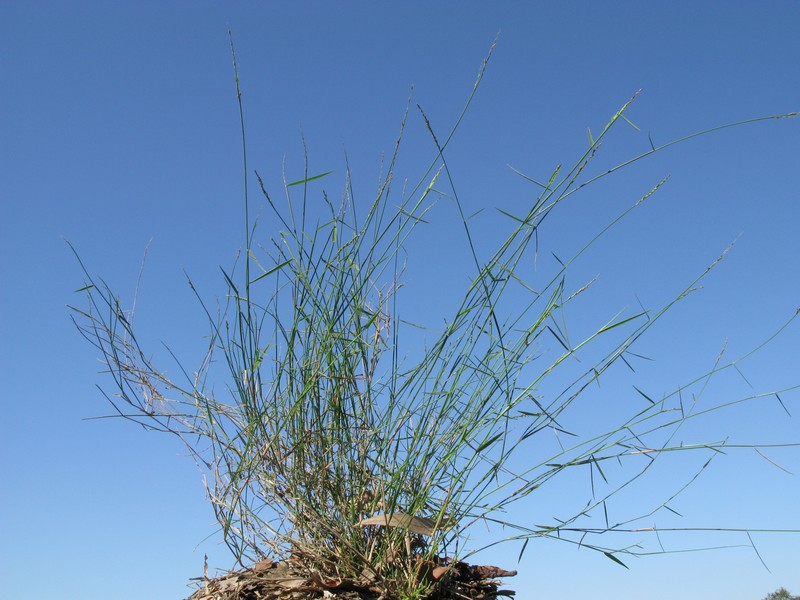 Australian Panicgrass
