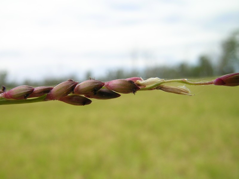 Australian Panicgrass photo 2