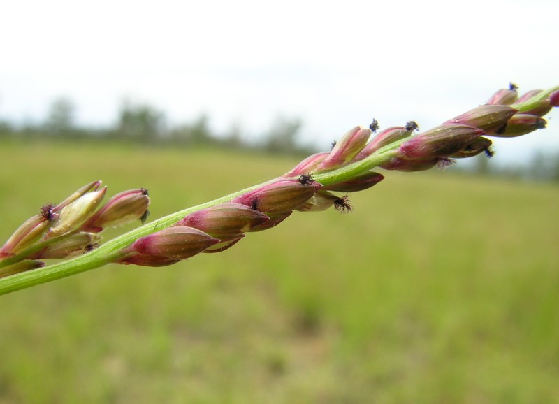 Australian Panicgrass photo 3
