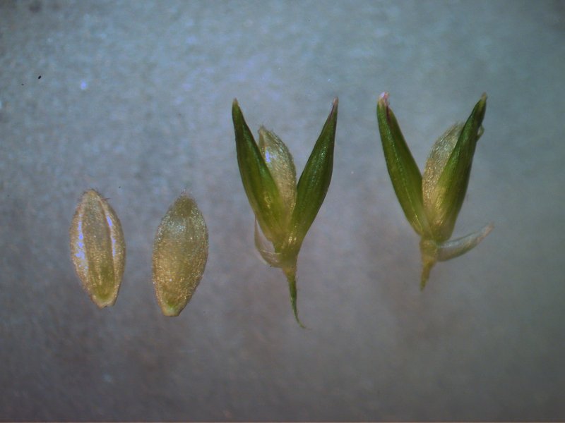 Australian Panicgrass photo 5