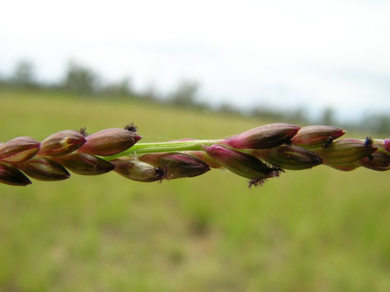 Australian Panicgrass photo 6