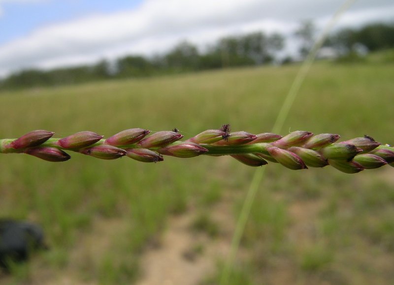 Australian Panicgrass photo 7