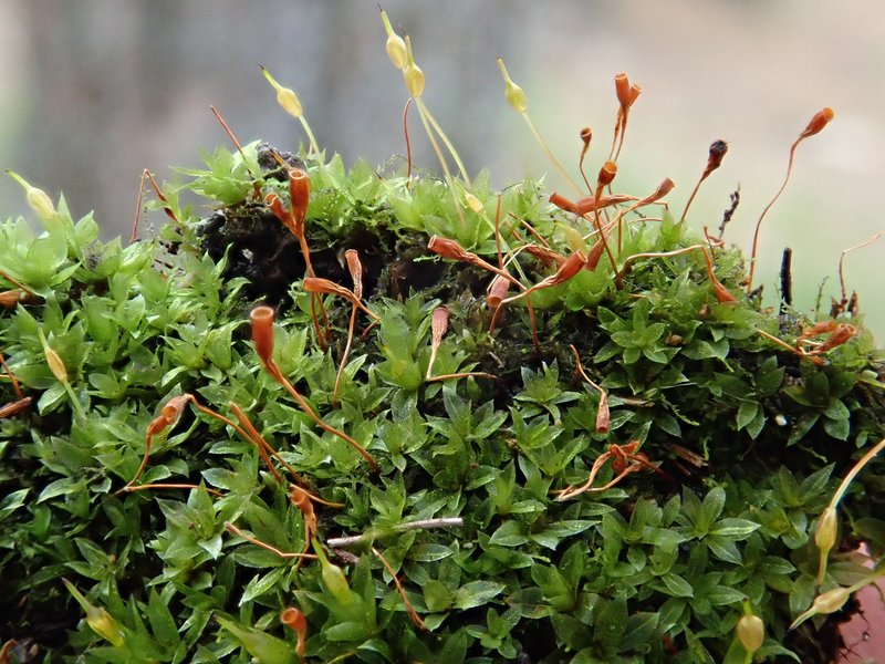 Attenuate Entosthodon Moss