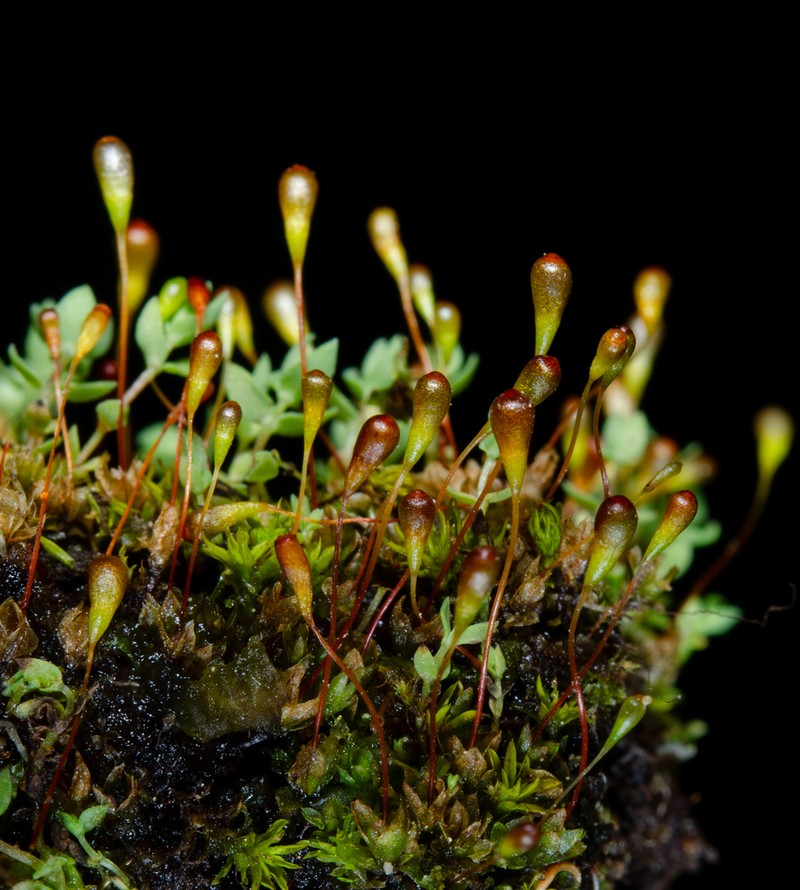 Attenuate Entosthodon Moss