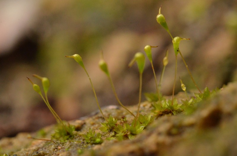 Attenuate Entosthodon Moss photo 2