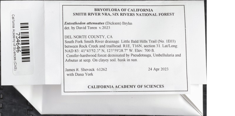 Attenuate Entosthodon Moss photo 5