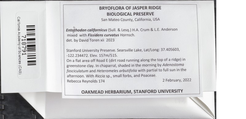 California Entosthodon Moss photo 2