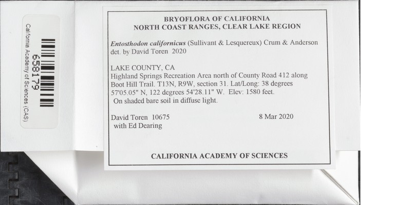 California Entosthodon Moss photo 4