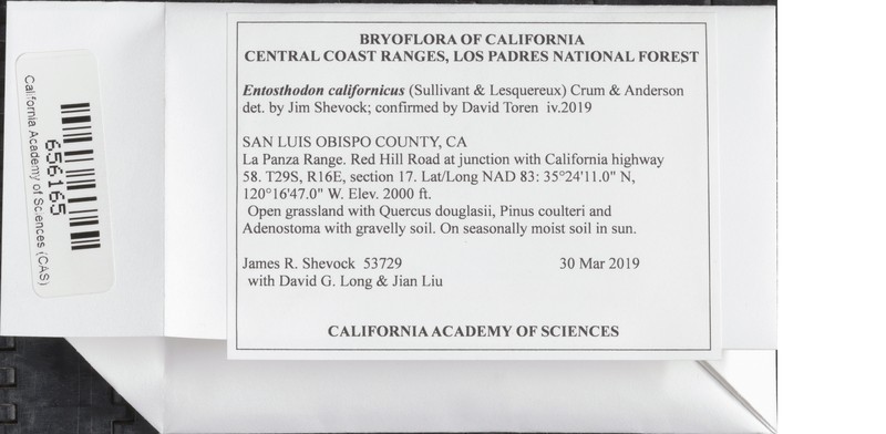 California Entosthodon Moss photo 5