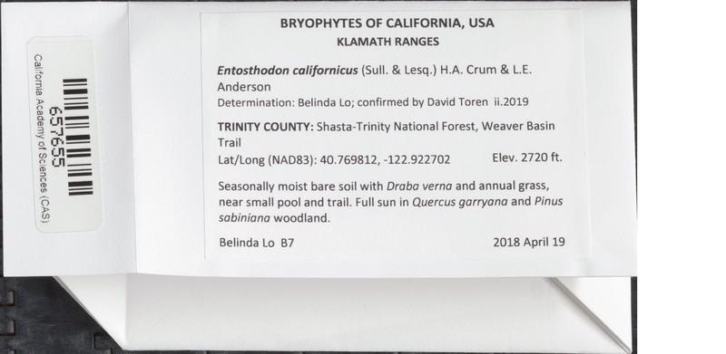 California Entosthodon Moss photo 7