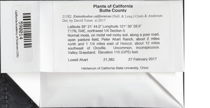 California Entosthodon Moss photo 8