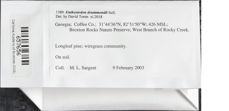 Drummond's Entosthodon Moss