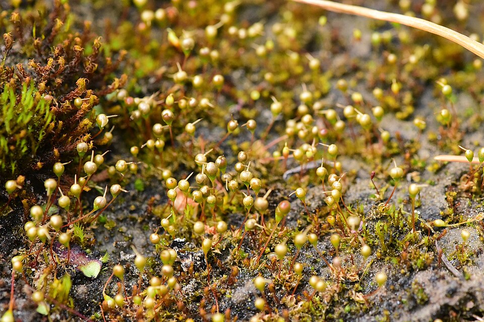 Entosthodon Moss