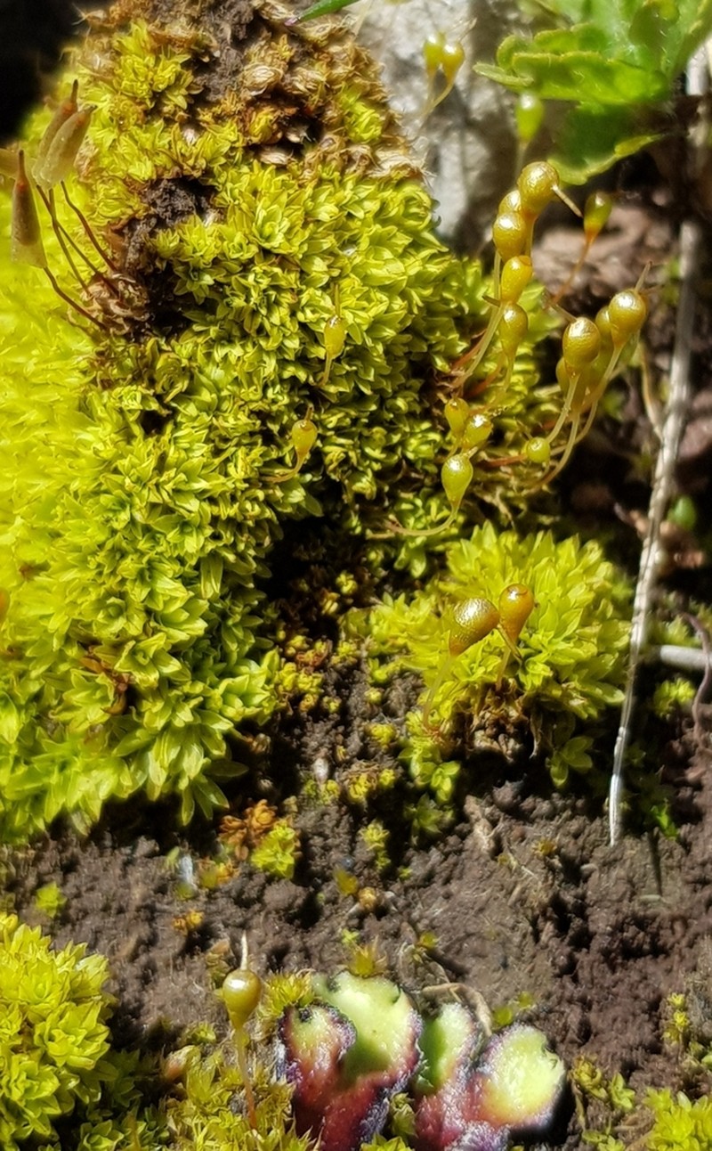 Entosthodon Moss photo 2