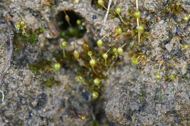 Entosthodon Moss photo 3