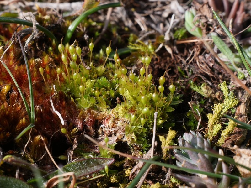 Entosthodon Moss photo 4