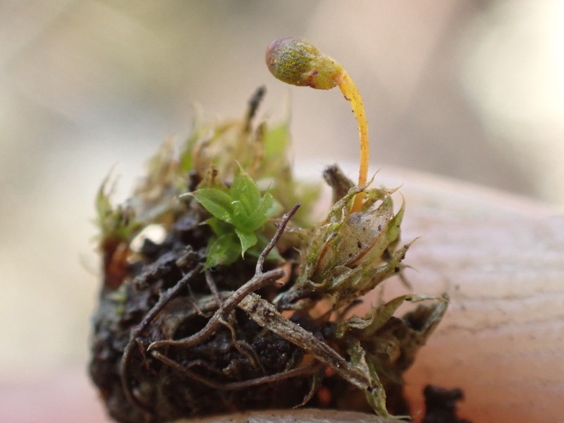 Entosthodon Moss photo 5